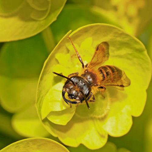 Andrena ferox